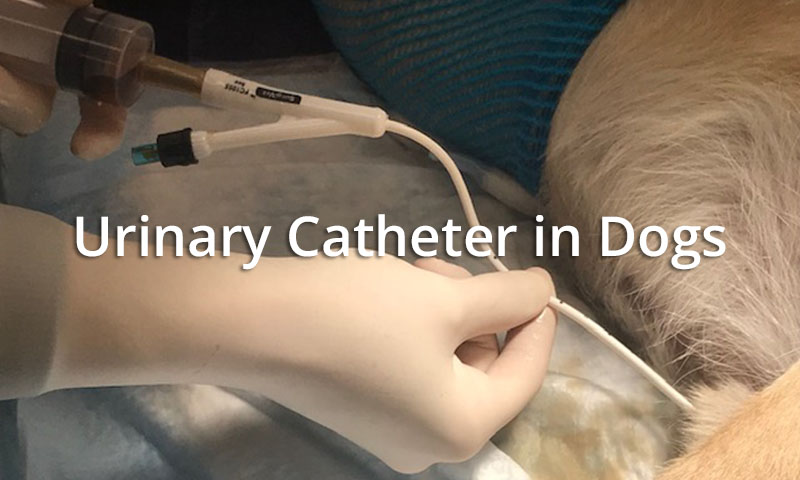 Dog Urinary Catheters: Definition, Uses & Features