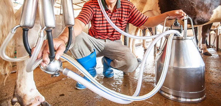 silicone milk hose silicone dairy tubing